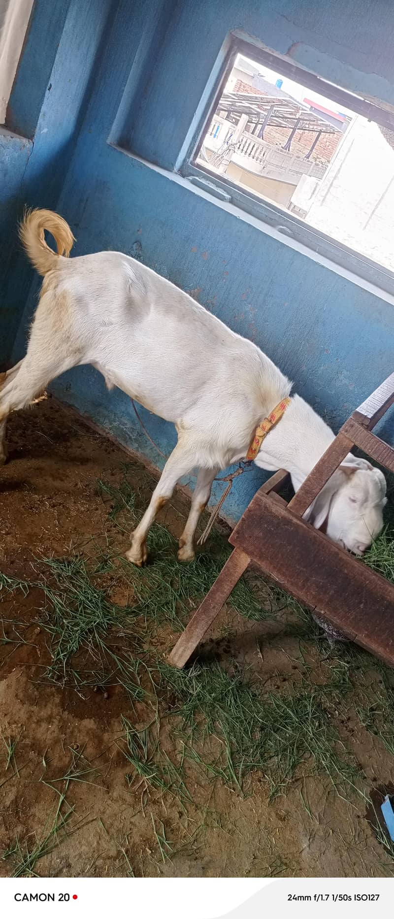 راجن پوری بیتل 1