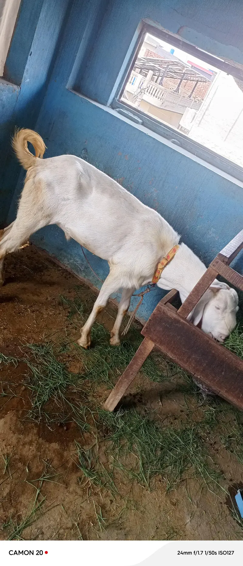 راجن پوری بیتل — photo 2