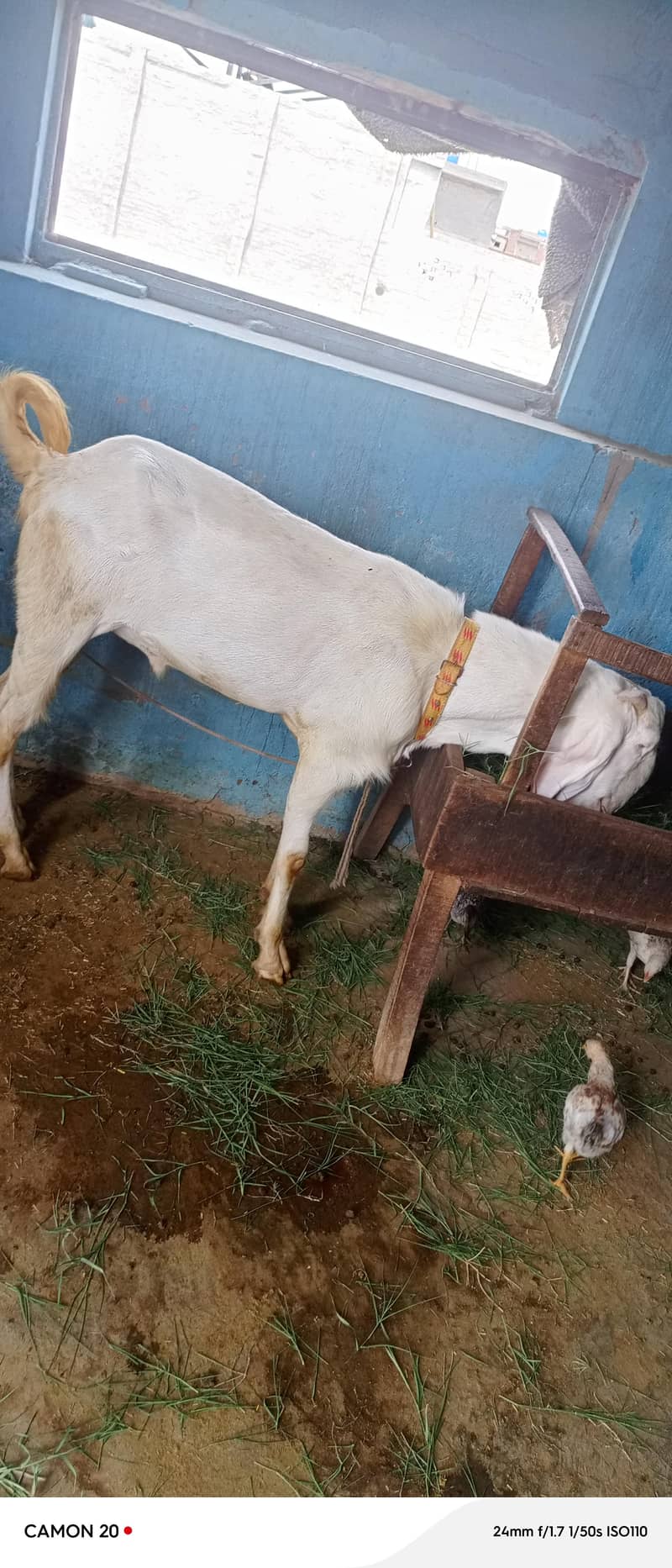 راجن پوری بیتل 2