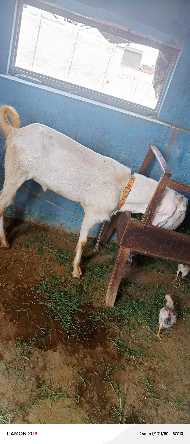 راجن پوری بیتل — photo 3