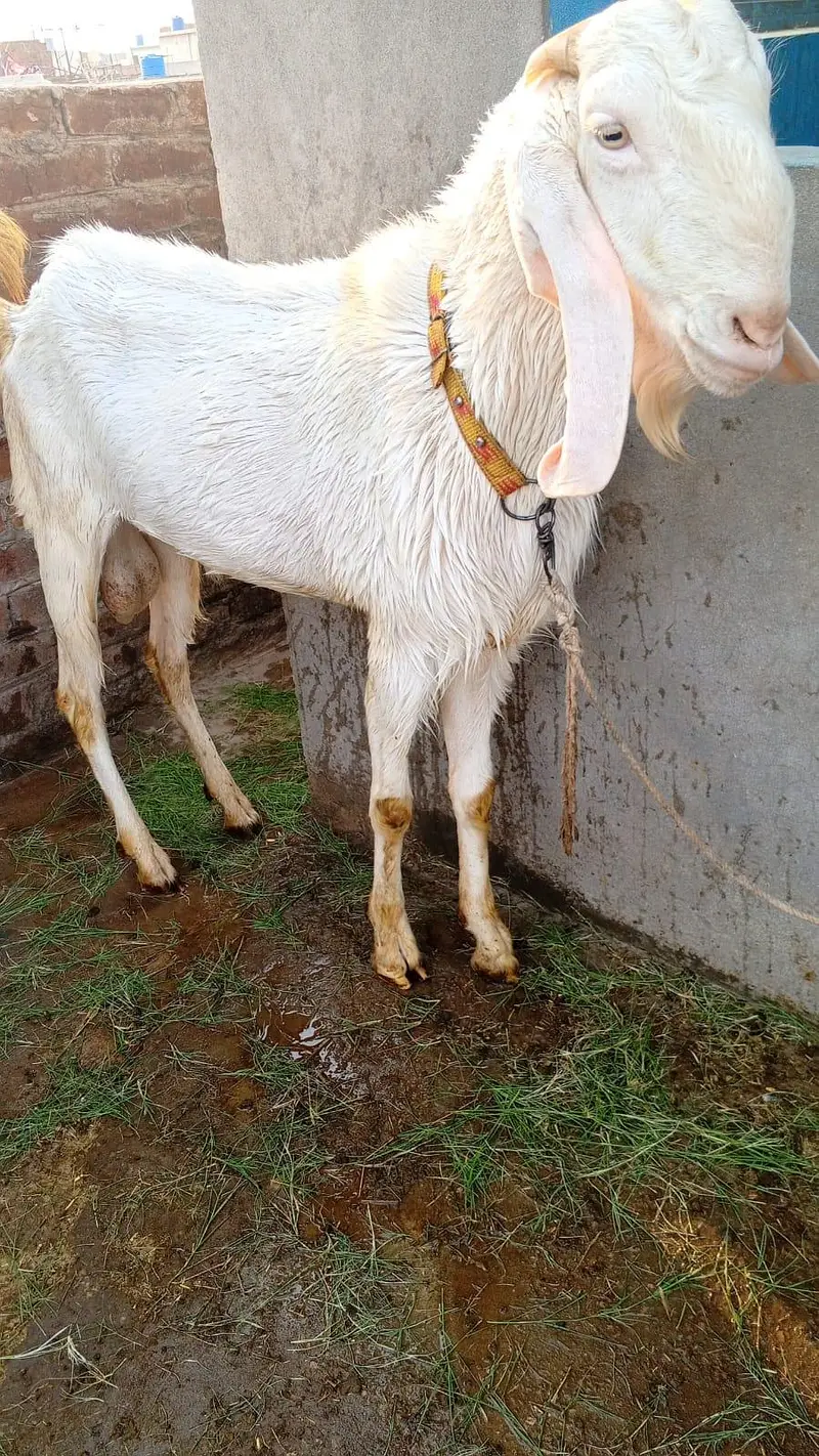 راجن پوری بیتل — photo 4