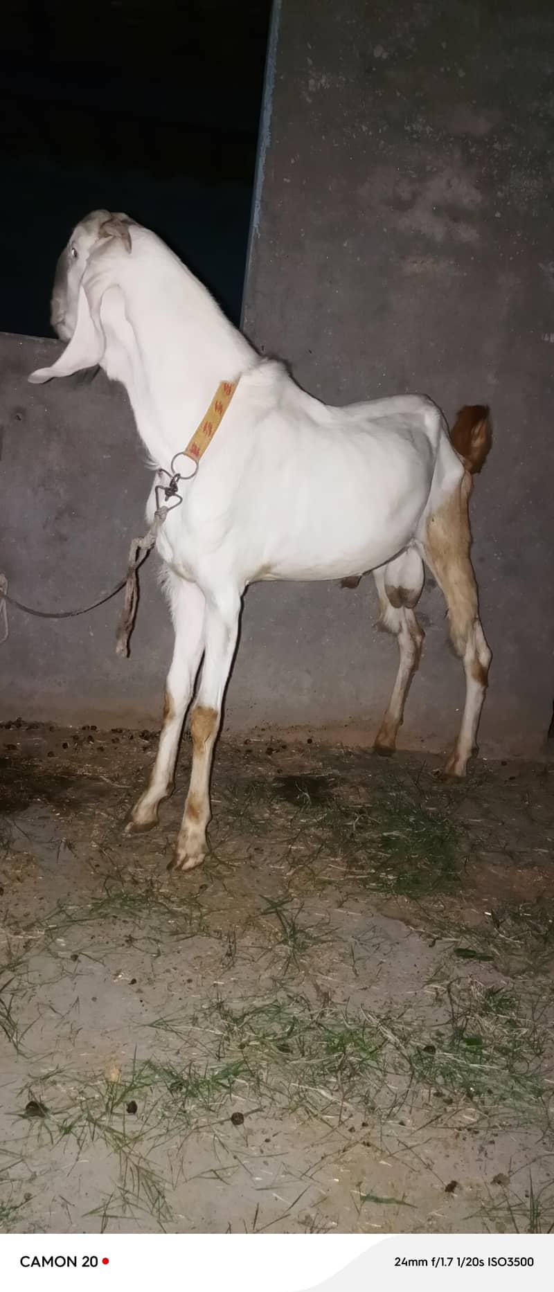 راجن پوری بیتل 4