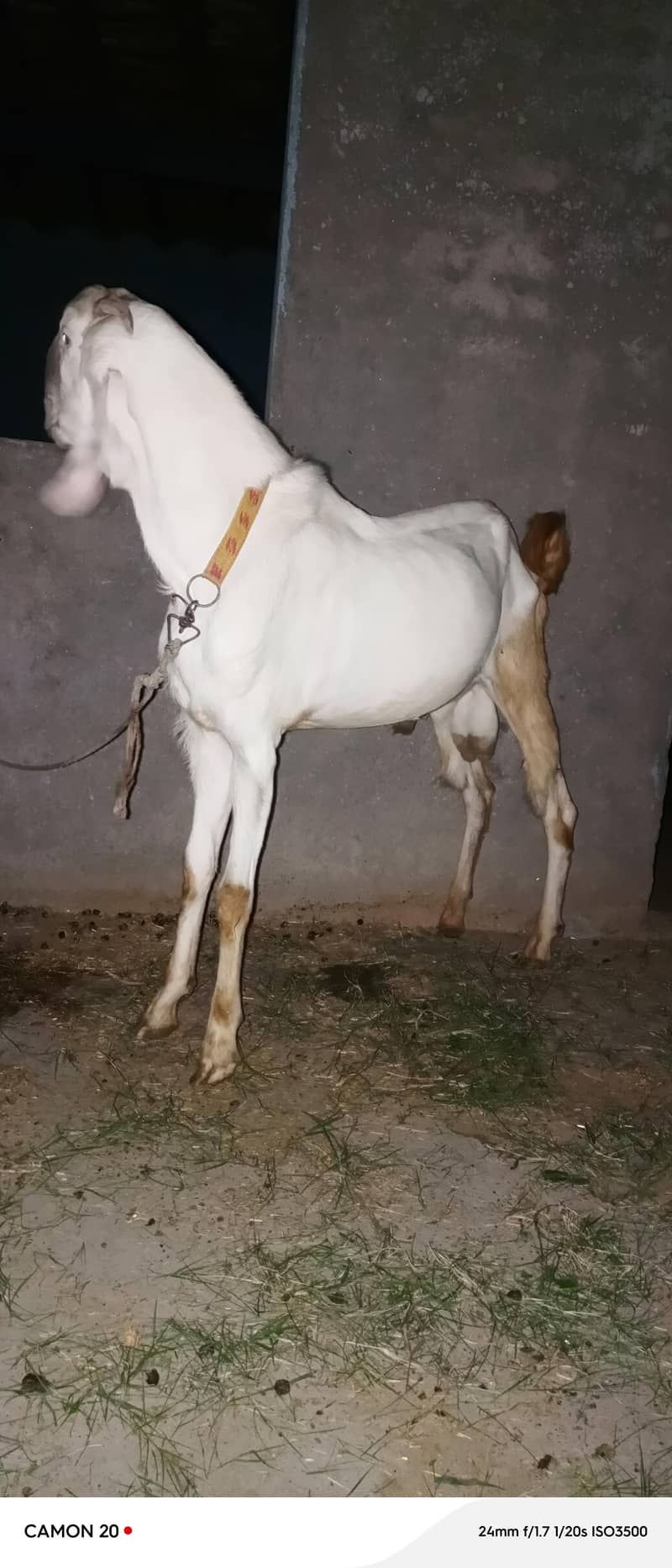 راجن پوری بیتل 5