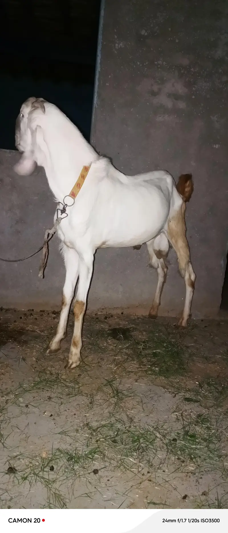 راجن پوری بیتل — photo 6