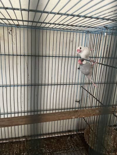 Java finches and dove cage cuttlefish bone aur box