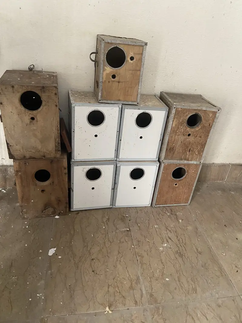 Java finches and dove cage cuttlefish bone aur box — photo 2