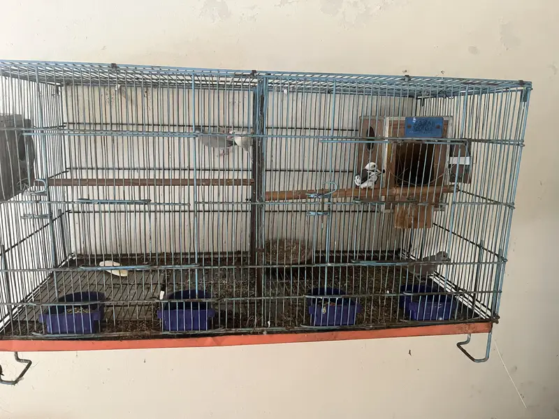 Java finches and dove cage cuttlefish bone aur box — photo 4