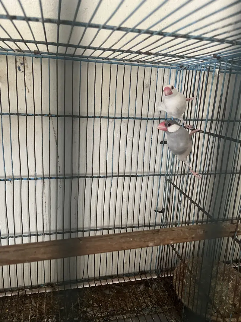 Java finches and dove cage cuttlefish bone aur box — photo 9