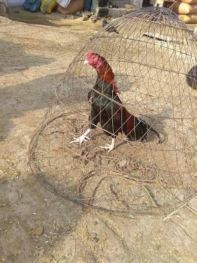 aseel murga steel cage