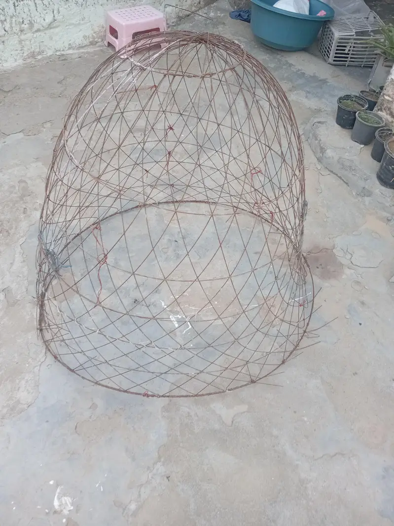 aseel murga steel cage — photo 2