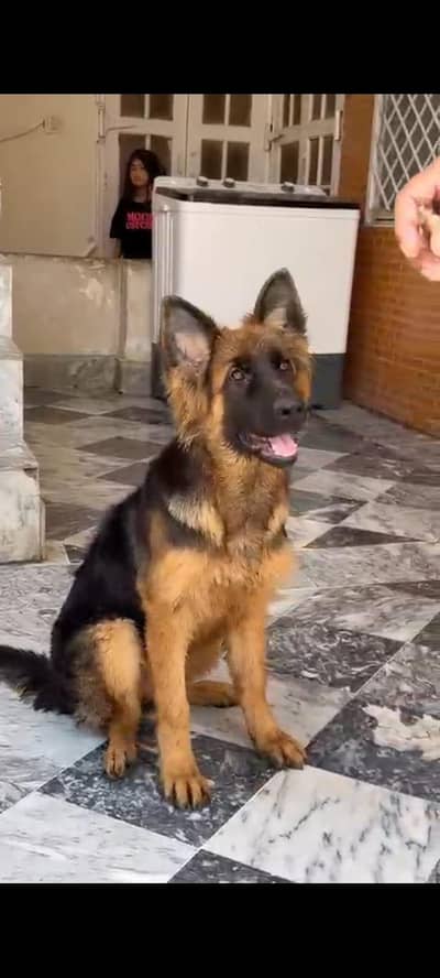 GERMAN SHEPHERD Long Coat Female Contact Number 03199704570