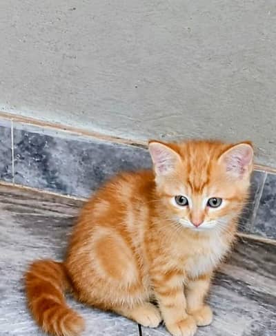 trained vaccinated triple coat kitten Persian