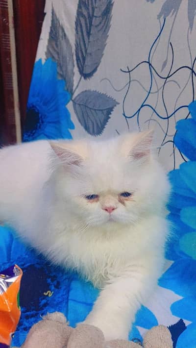 Male cat triple coat