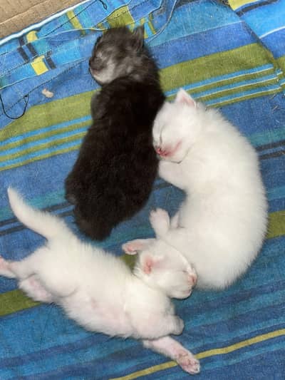 Persian Triple coated kittens