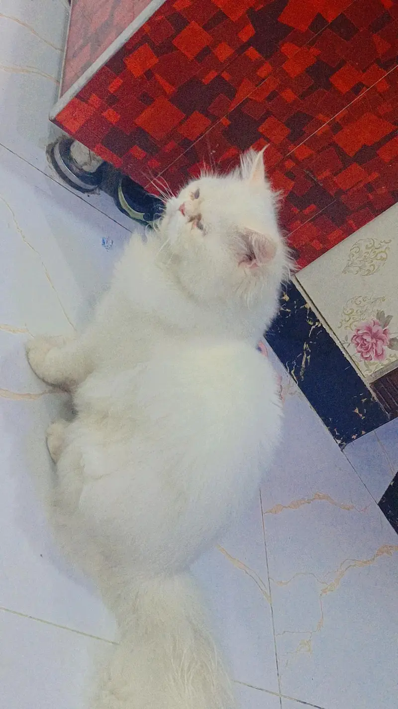 Male cat triple coat — photo 2