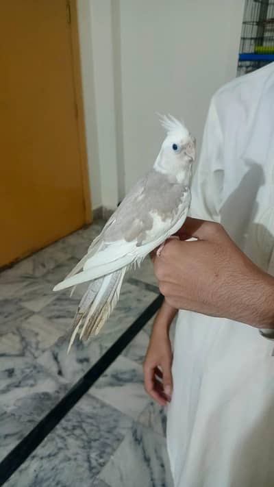 hand tame cocktail