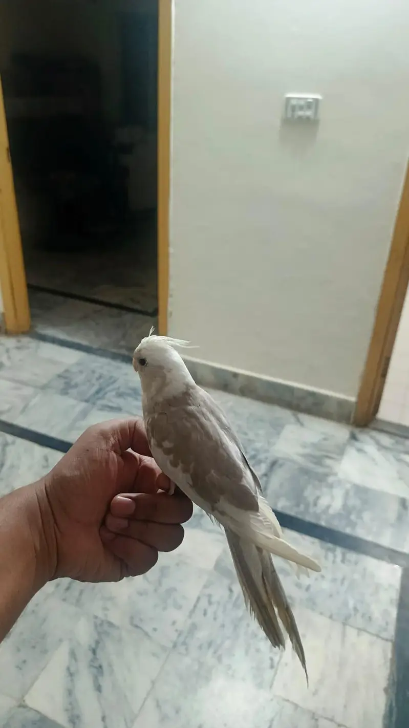 hand tame cocktail — photo 2