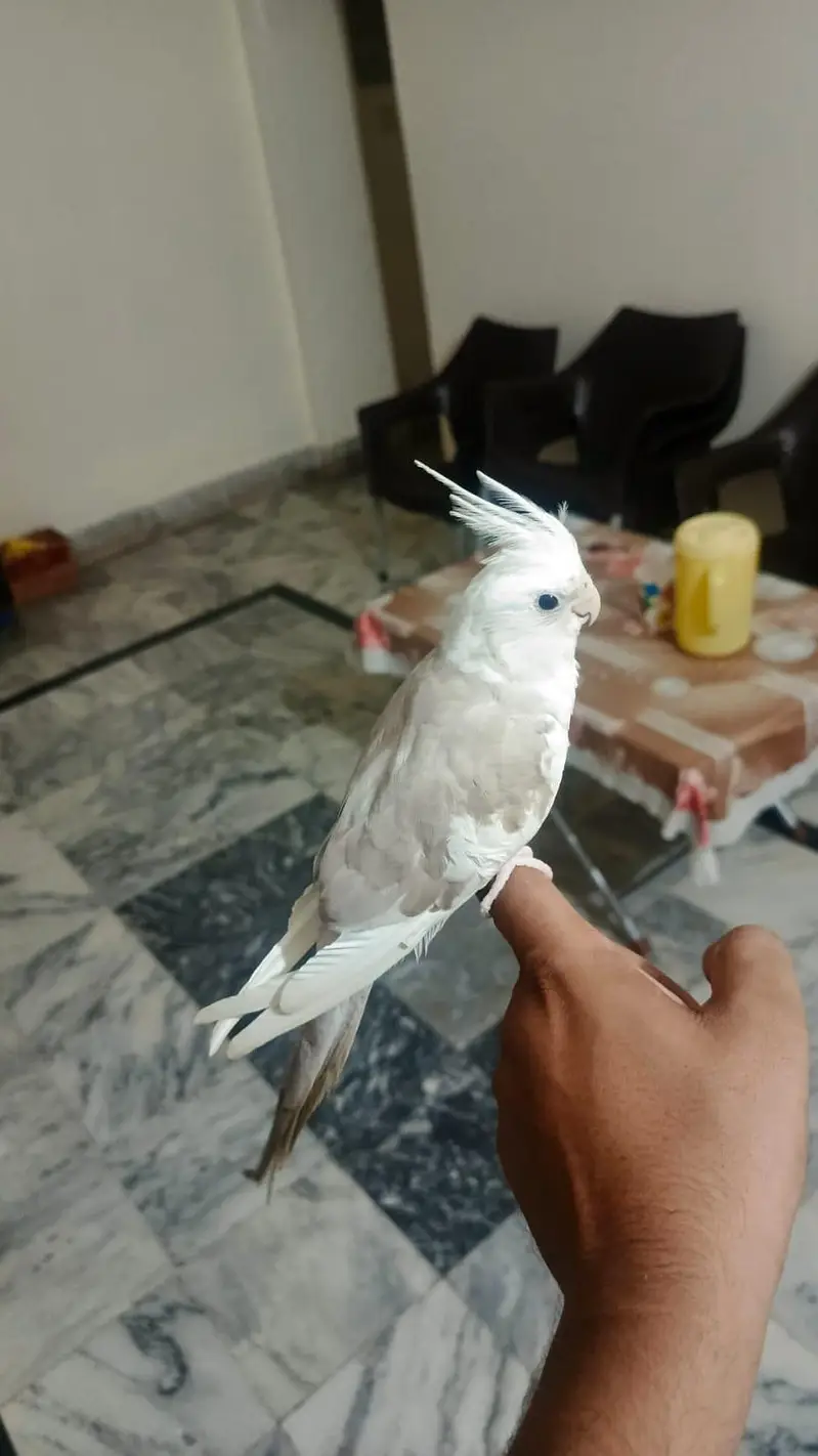 hand tame cocktail — photo 4