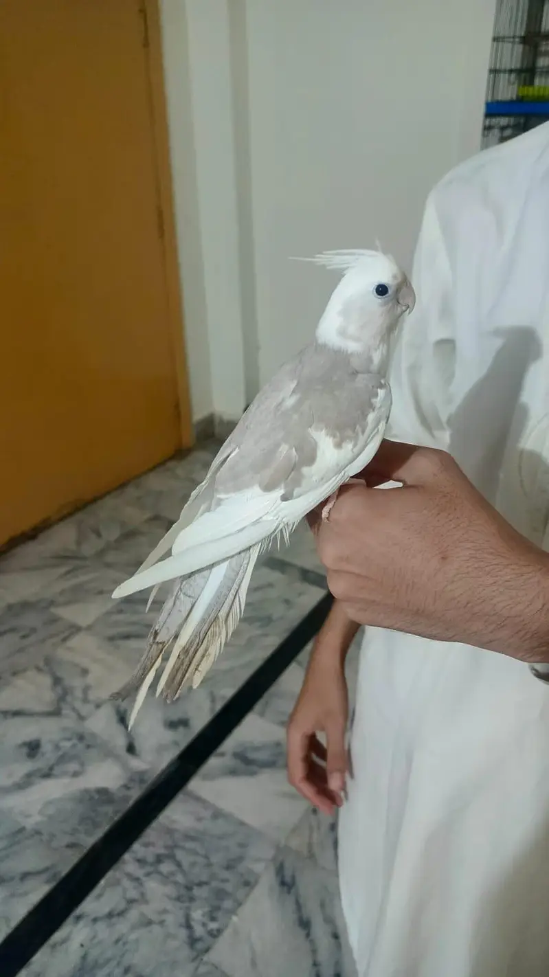 hand tame cocktail — photo 5
