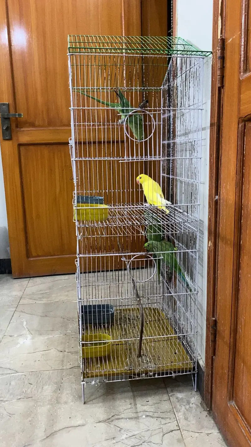 4 Parrots and cage — photo 2