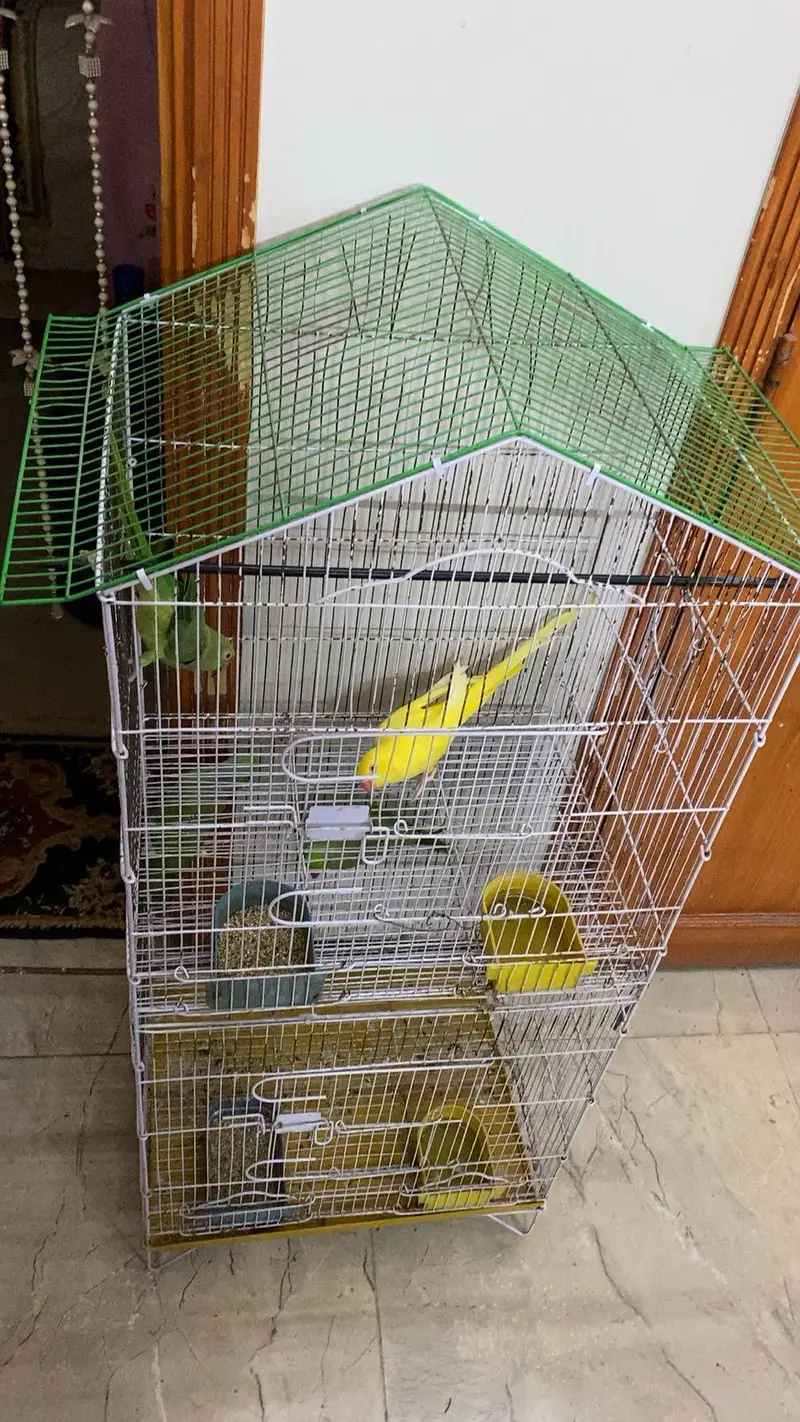 4 Parrots and cage — photo 3