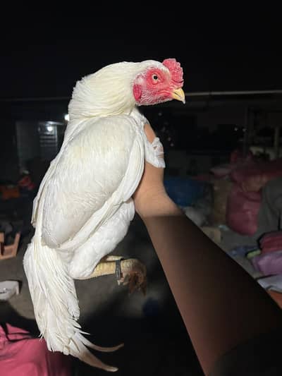 Miawali heera papar white