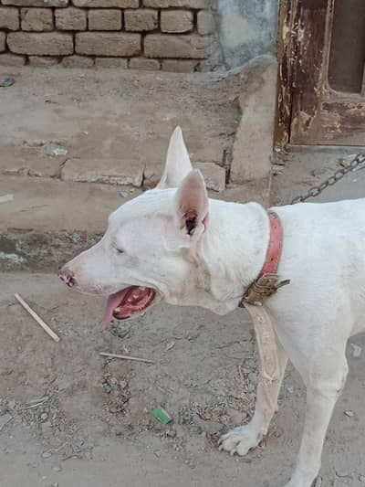 gulteer male 03092021574 cargo not exchange