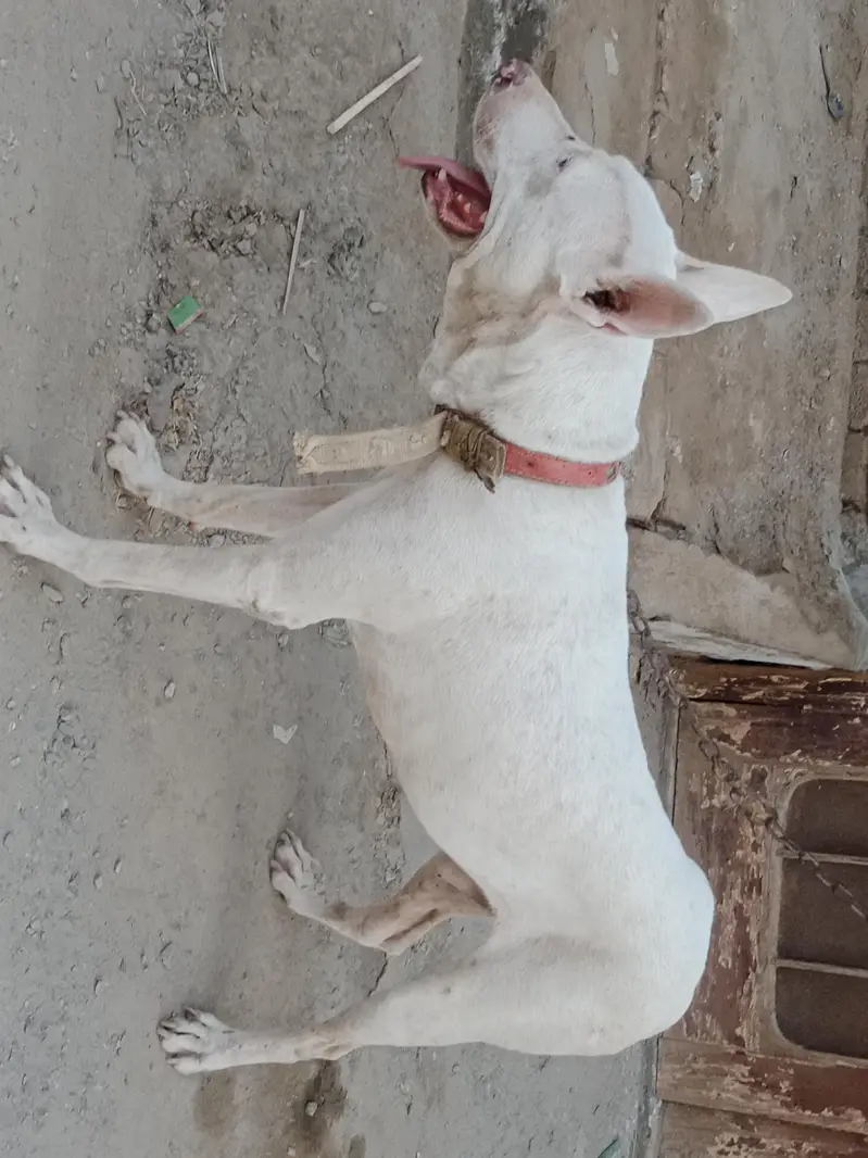 gulteer male 03092021574 cargo not exchange — photo 2