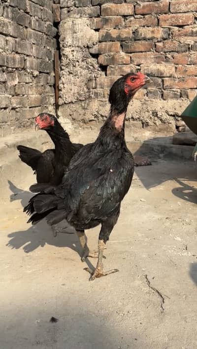 Panas pakoye female