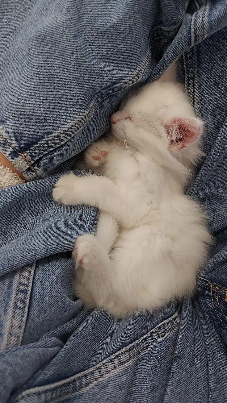 white Persian kitten — photo 2