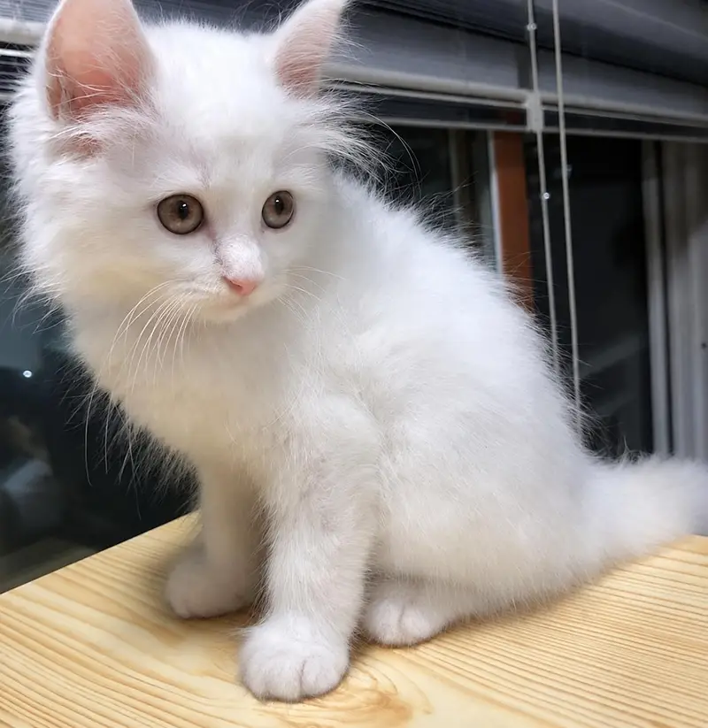 white Persian kitten — photo 4