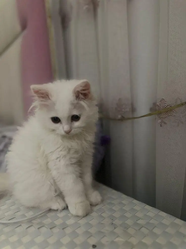 white Persian kitten — photo 7