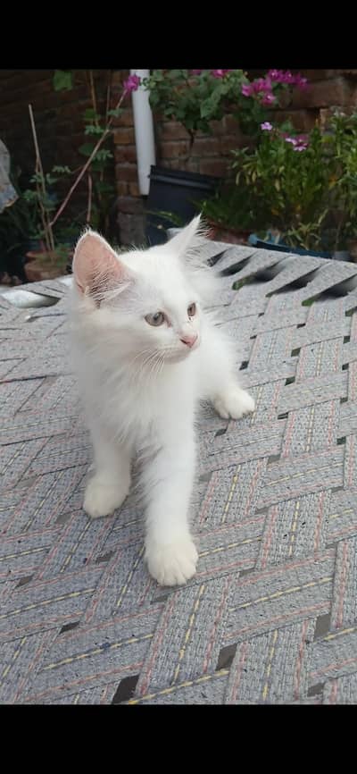 white persian kitten