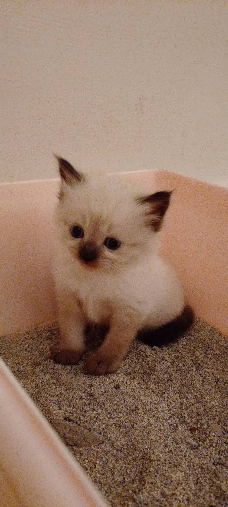 Himalayan kitten 0