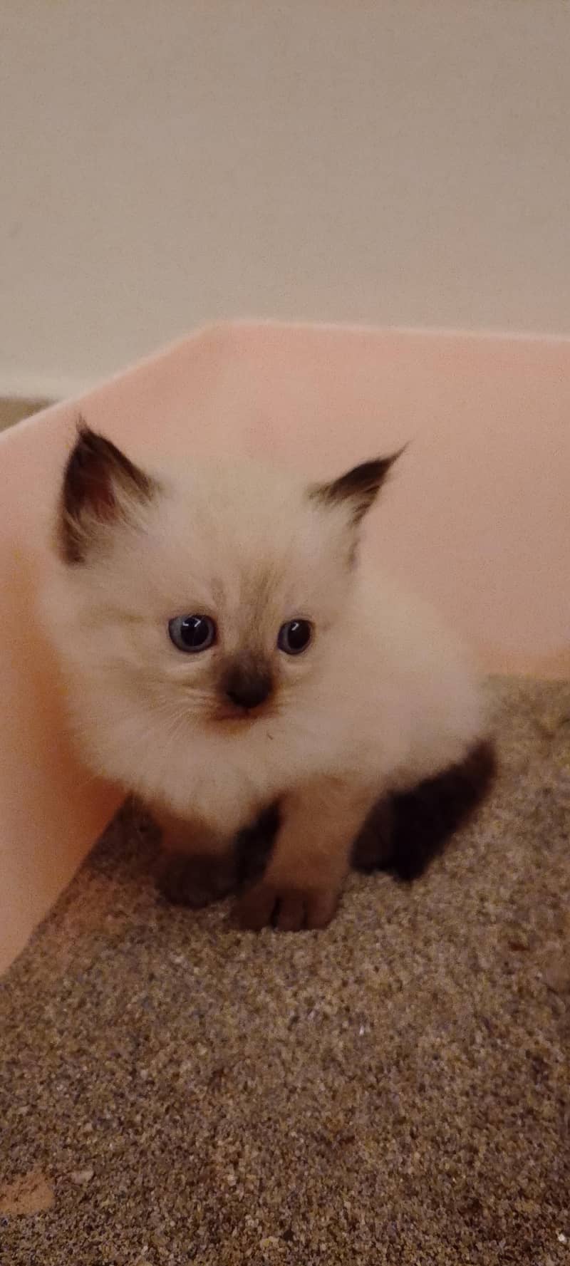 Himalayan kitten 1