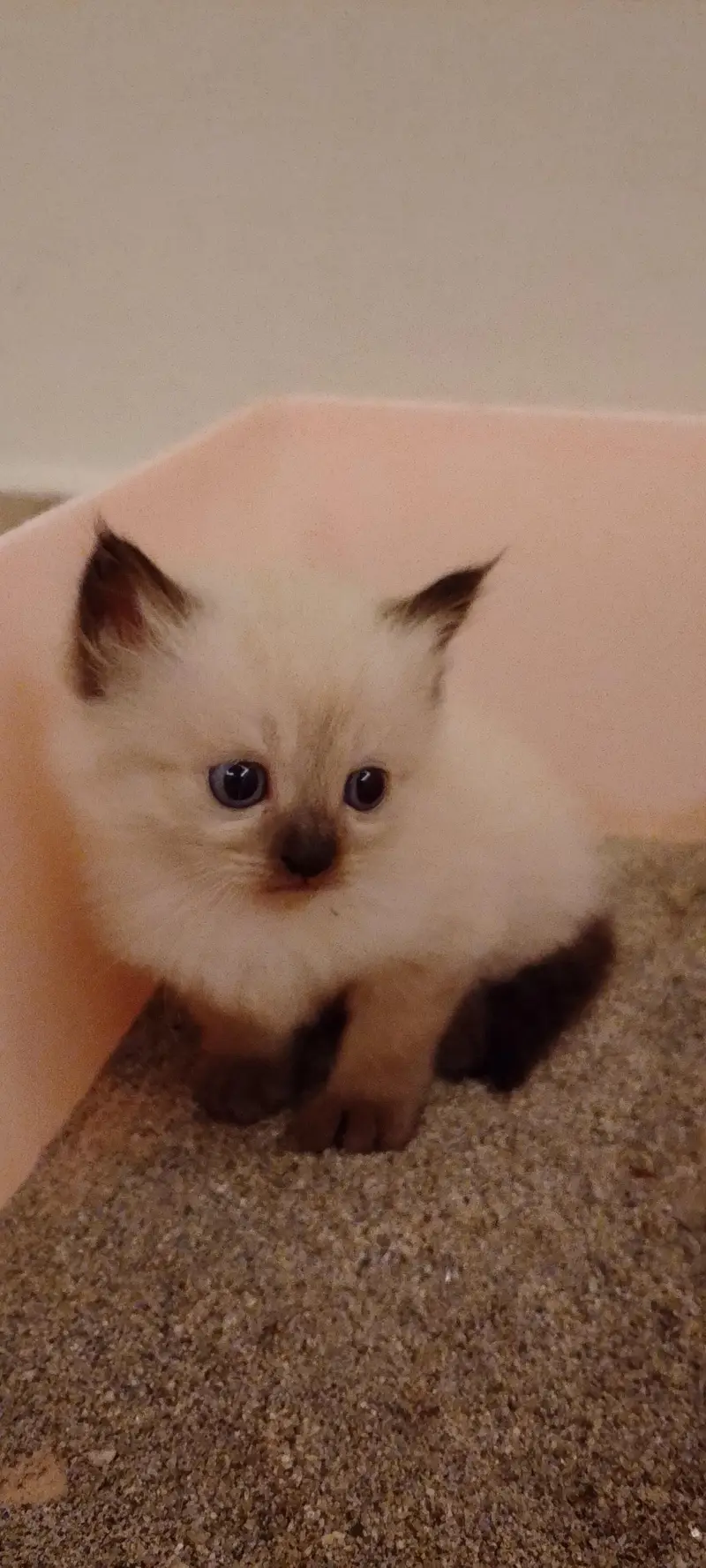 Himalayan kitten — photo 2