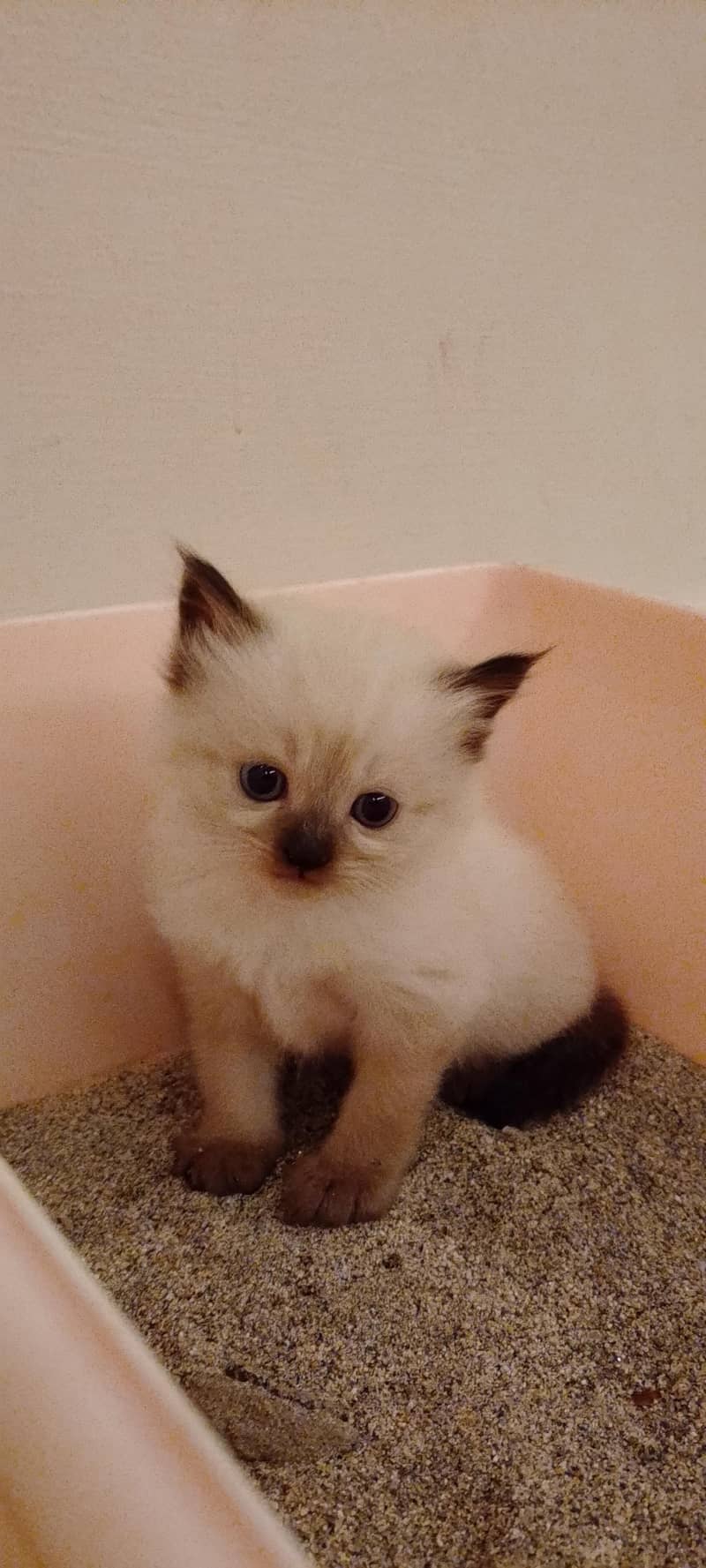 Himalayan kitten 2