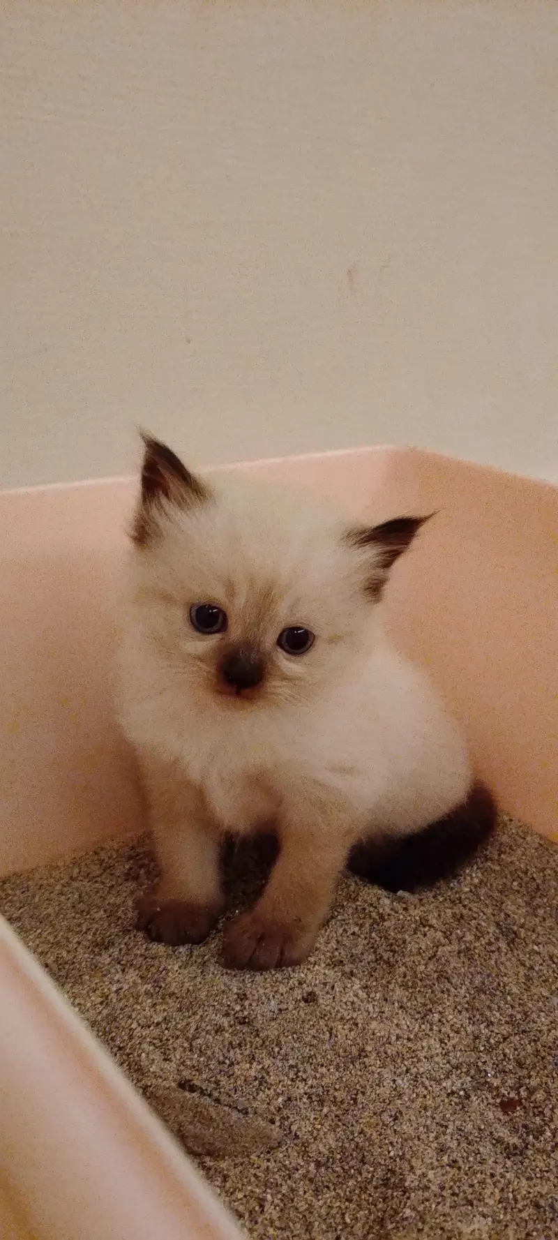 Himalayan kitten — photo 3