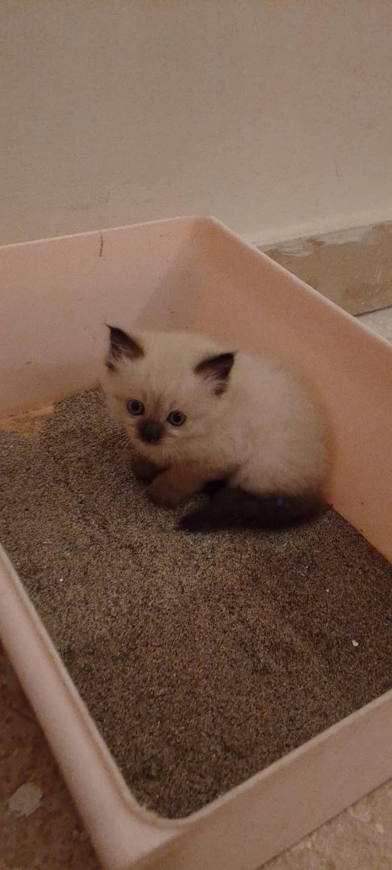 Himalayan kitten 3