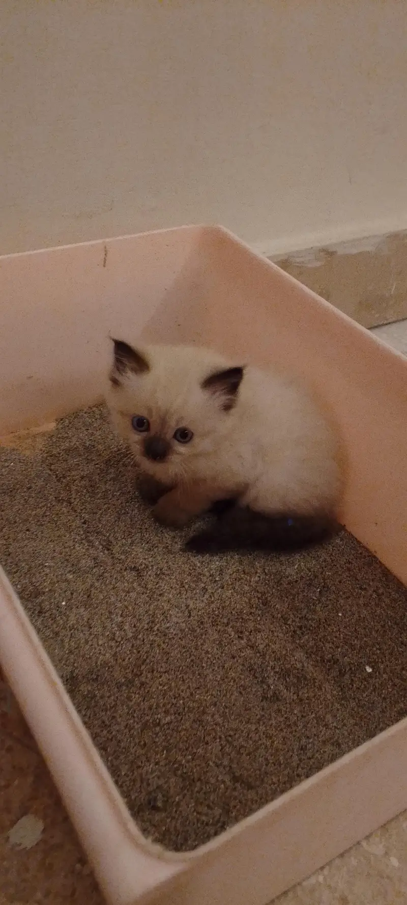 Himalayan kitten — photo 4