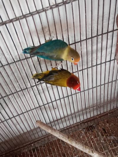 All Lovebirds for Sell.