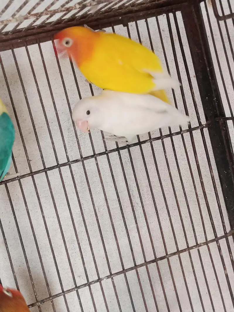 All Lovebirds for Sell. — photo 2