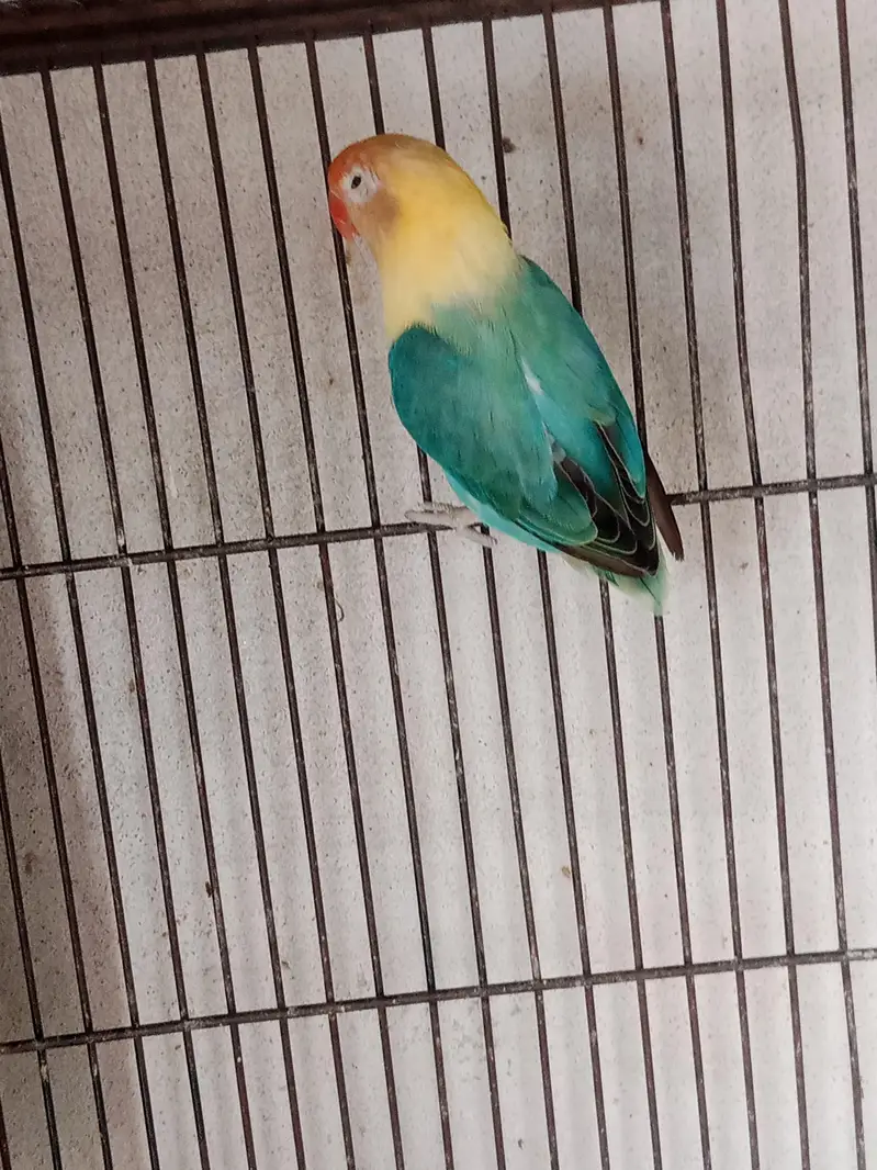 All Lovebirds for Sell. — photo 3
