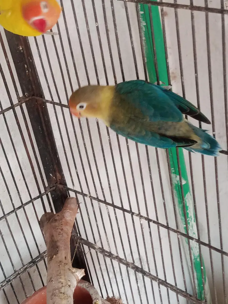 All Lovebirds for Sell. — photo 4