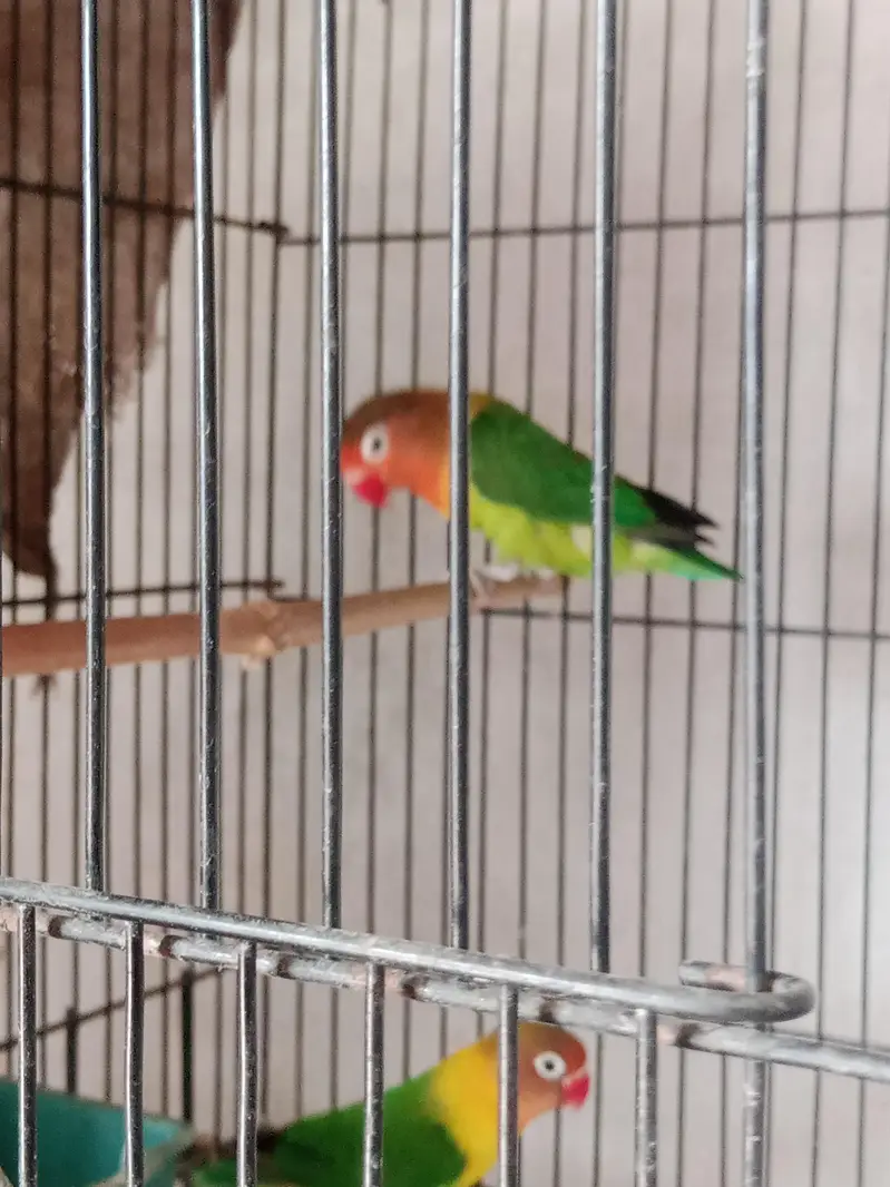 All Lovebirds for Sell. — photo 5
