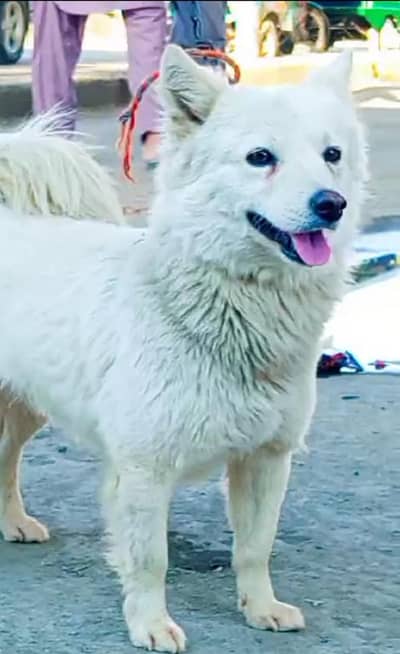 o siez russsain female dog for sale