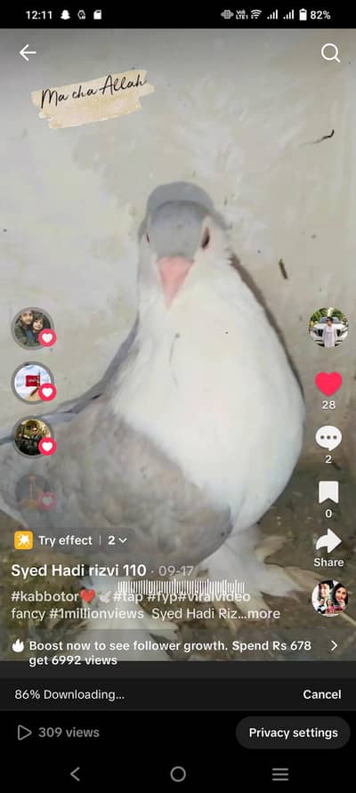 Gray piggion