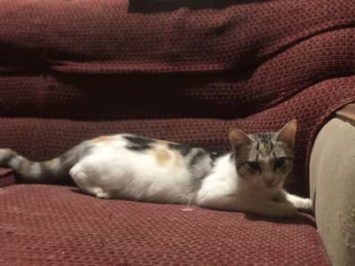 I am selling my cat