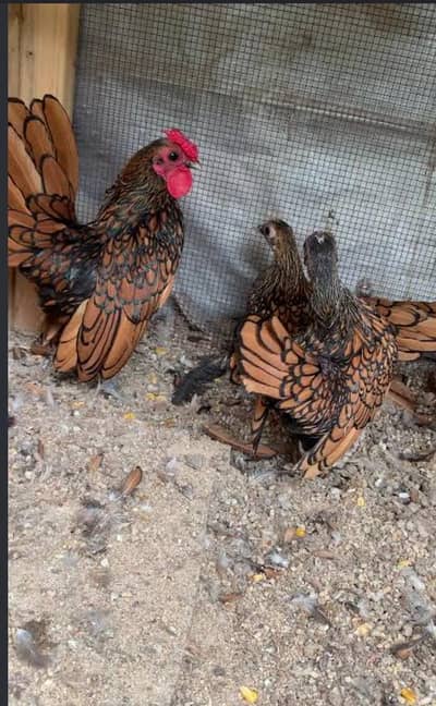 Golden sebright hens