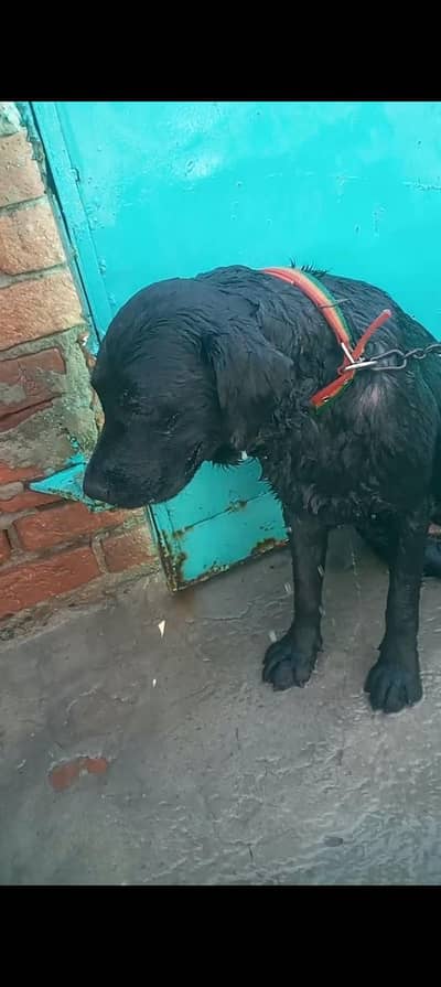 home security dog